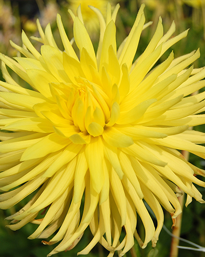 DÁLIA (GEORGÍNA) KENNEMERLAND 10 kusov